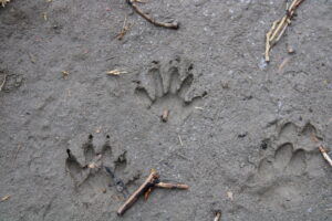 Racoon Prints