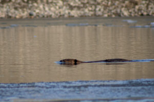 Muskrat