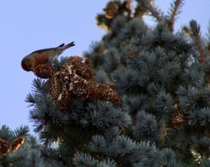 Male Pine Grosbeak