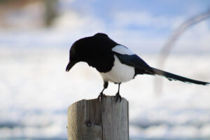 Magpie 2024